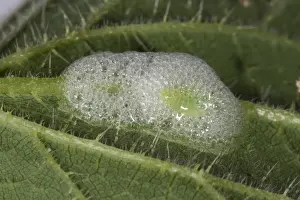 Frog Prints: Cuckoo spit on a stinging nettle leaf with a green froghopper nymph, Philaenus spumarius