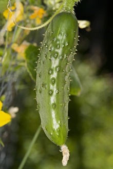 Vine Prints: Cucumber (Cucumis sativus) close-up of young fruit