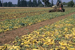 S Eed Prints: Cucumber (Cucumis sativus) crop