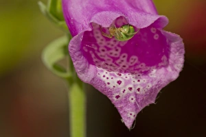 Orb Weavers Prints: Cucumber Spider (Araniella cucurbitina) adult