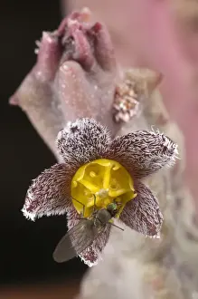 Meat Prints: Cuernua (Caralluma burchardii burchardii) close-up of flower