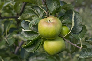 Cultivated Apple (Malus domestica) Bramley, close-up of fruit, on tree in orchard, England, August