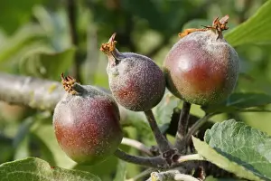 Cultivated Apple (Malus domestica) close-up of developing fruit, in garden, Suffolk, England, may