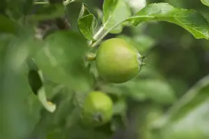 Cultivated Apple (Malus domestica) close-up of developing fruit, Sweden, july