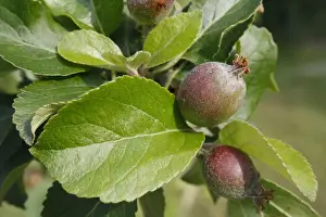 Cultivated Apple (Malus domestica) close-up of leaves and developing fruit, in garden, Suffolk, England, may