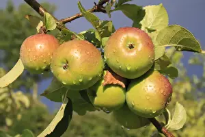 Cultivated Apple (Malus domestica) close-up of ripe fruit, with raindrops after rainfall in garden, Suffolk, England