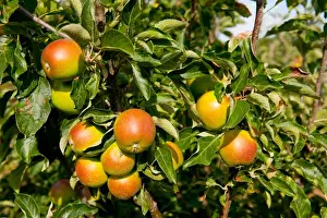 Cultivated Apple (Malus domestica) Coxs Orange Pippin, close-up of fruit, growing in orchard, Norfolk, England, august
