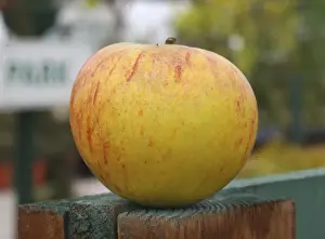 Cultivated Apple (Malus domestica) Coxs Orange Pippin variety, picked fruit, England