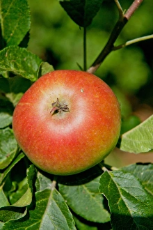 Malus Prints: Cultivated Apple (Malus domestica) Discovery