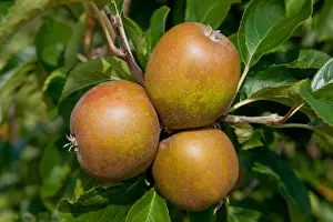 Malus Prints: Cultivated Apple (Malus domestica) Egremont Russet