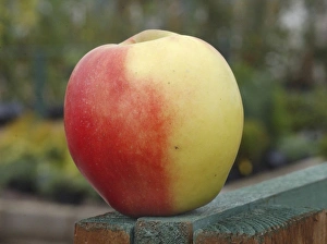 Cultivated Apple (Malus domestica) Elstar variety, picked fruit, England