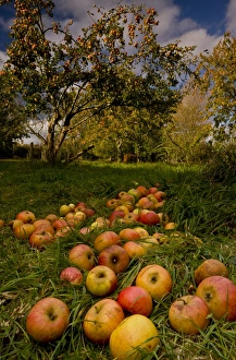 Cultivated Apple (Malus domestica) fallen fruit, in community orchard, Broad Oak Orchard