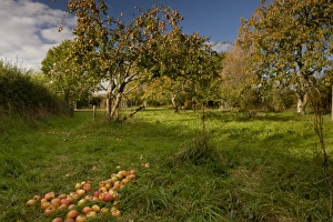 Cultivated Apple (Malus domestica) fallen fruit, in community orchard, Broad Oak Orchard