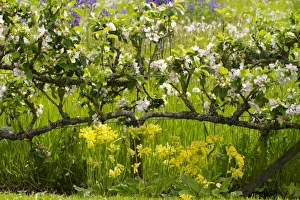 Growth Prints: Cultivated Apple (Malus domestica) flowering