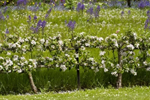 Cultivated Apple (Malus domestica) flowering, grown as two-tiered espaliers in garden, Herefordshire, England, May