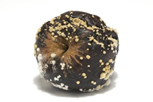 Malus Prints: Cultivated Apple (Malus domestica) fruit, mouldy and rotten