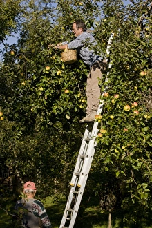 Cultivated Apple (Malus domestica) with fruit, being picked from orchard in old Saxon village, Viscri, Transylvania