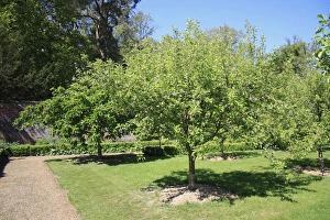 Estates Prints: Cultivated Apple (Malus domestica) habit