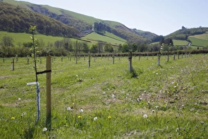 Cultivated Apple (Malus domestica) Howgate Wonder, newly planted maiden whips in organic orchard, Powys, Wales. april