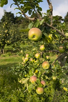 Cultivated Apple (Malus domestica) Howgate Wonder, close-up of fruit, on tree in orchard, England, August