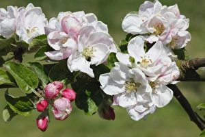 Varieties Prints: Cultivated Apple (Malus domestica) Lord Derby