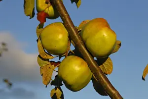 Cultivated Apple (Malus domestica) Lord Derby culinary variety, close-up of fruit, in organic orchard, Powys, Wales