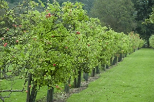 Cultivated Apple (Malus domestica) orchard, at Benedictine monastery, Ampleforth Abbey, Ampleforth, North Yorkshire