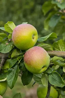 Cultivated Apple (Malus domestica) Peasgood Nonsuch, close-up of fruit, on tree in orchard, Norfolk, England, August
