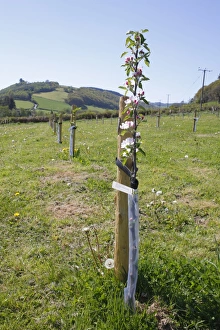 Cultivated Apple (Malus domestica) Red Falstaff, newly planted maiden whips in organic orchard, Powys, Wales. april