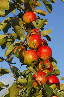 Cultivated Apple (Malus domestica) Red Falstaff dessert variety, close-up of fruit, in organic orchard, Powys, Wales