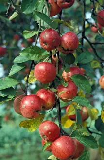 Cultivated Apple (Malus domestica) Ripening apples on tree / some marked with spot