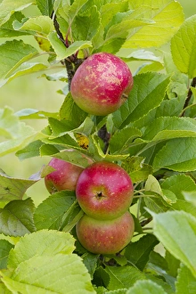 Varieties Prints: Cultivated Apple (Malus domestica) Sunset