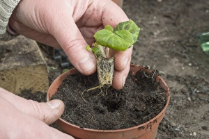 Cultivated Begonia (Begonia sp. ) planting plugs in greenhouse, Chipping, Lancashire, England, May