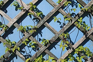 Stem Prints: Cultivated Clematis (Clematis sp)