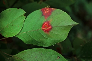 Damaging Prints: Cultivated Crabapple (Malus sp. ) close-up of leaves, infected with Cedar-apple Rust