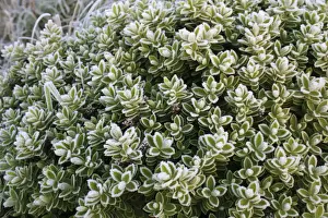 Plantaginaceae Prints: Cultivated Hebe (Hebe sp. ) close-up of frost covered leaves