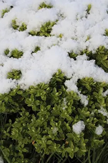 Plantaginaceae Prints: Cultivated Hebe (Hebe sp. ) close-up of snow covered leaves
