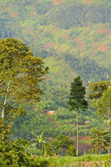 Encroaches Prints: Cultivated hillside at edge of Nyungwe Forest N. P. Rwanda, march
