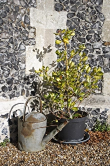 Saint Marys Prints: Cultivated Holly (Ilex sp. ) sapling, growing in pot beside metal watering can, St