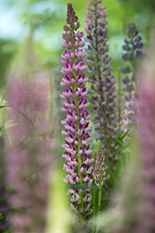 Lupin Prints: Cultivated Lupin (Lupinus sp. ) flowering, Sweden, june