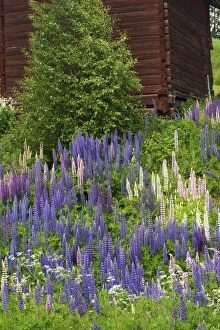 Lupin Prints: Cultivated Lupin (Lupinus sp. ) flowering mass