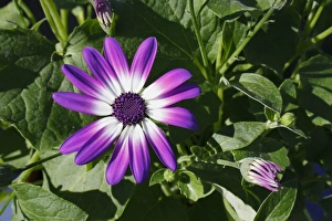 Varieties Prints: Cultivated Pericallis (Pericallis sp)