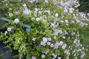 Cultivated Rambling Rose (Rosa sp. ) David Austin, flowering, growing on trellis in garden, Bentley, Suffolk, England