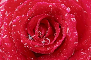 Anniversary Prints: Cultivated Rose (Rosa sp. ) close-up of red petals, covered with raindrops