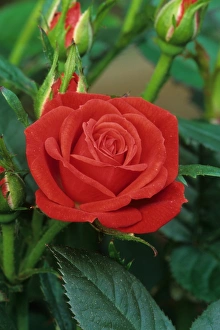 Anniversary Prints: Cultivated Rose (Rosa sp. ) Sparks flowering, minature rose