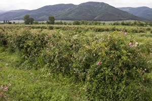 Industry Prints: Cultivation of Roses in Rose valley Bulgaria. Rose oil is used in the perfumery industry
