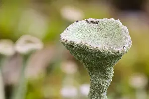 Body Prints: Cup Lichen (Cladonia pyxidata) close-up of fruiting body