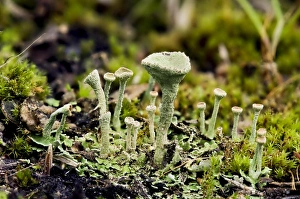 Cup Lichen (Cladonia pyxidata) fruiting bodies, growing on heathland, Bostall Heath, Royal Borough of Greenwich