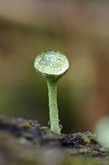 Body Prints: Cup Lichen (Cladonia pyxidata) fruiting body