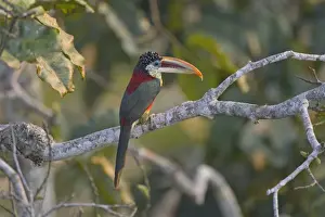 Toucan Prints: Curl-crested Aracari (Pteroglossus beauharnaesii) adult